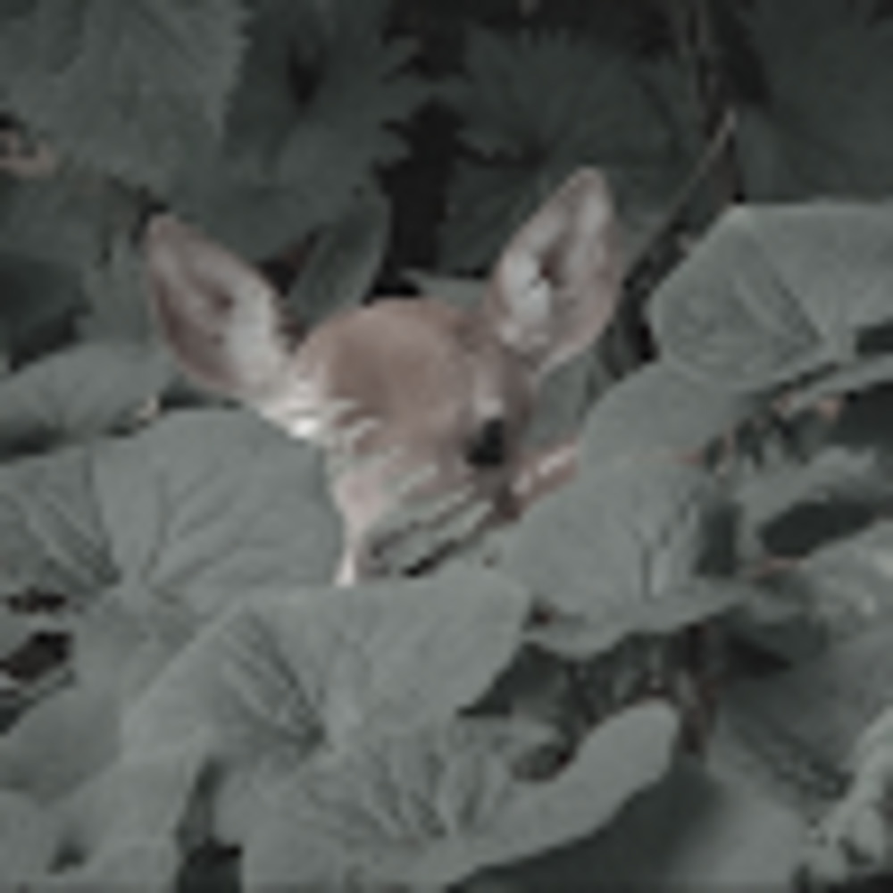 Meet your Posher, Finn